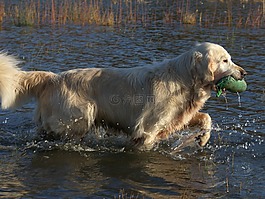 金毛獵犬,狗,寵物