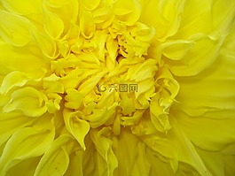 大麗花,花,特寫