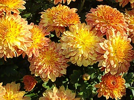 媽媽,菊花,秋天