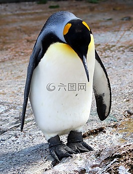 企鵝,鳥,北極