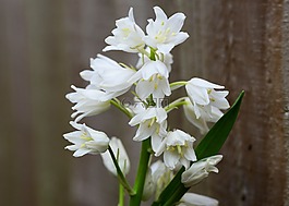 木頭風(fēng)信子,白,鐘花