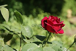 玫瑰,玫瑰園,開花