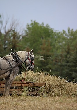 percheron,干草,站在