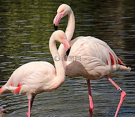 火烈鳥,鳥,動(dòng)物園