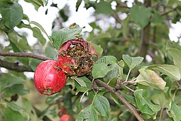 黃蜂,蘋果,蘋果樹(shù)