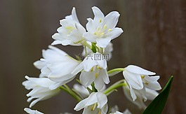 木頭風(fēng)信子,白,鐘花