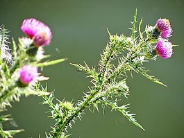 薊,植物,特寫