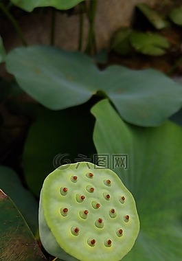 荷花,花,廠