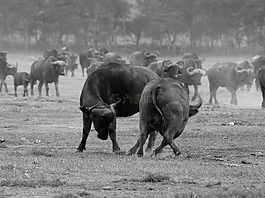 野生動物,肯尼亞,馬賽馬拉