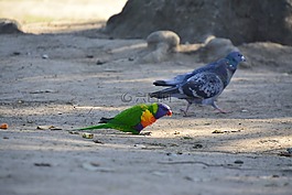 澳大利亞,鳥(niǎo),布里斯班