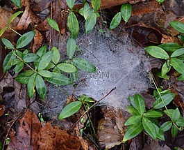 雨滴蜘蛛網(wǎng),森林的地面,自然