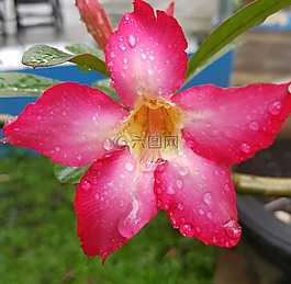 粉紅色的花,多彩,自然