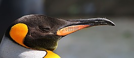 企鵝,鳥,北極