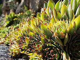 屋頂長(zhǎng)生花,tectorum,房市