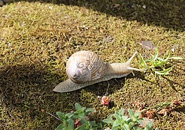 蝸牛,動物,春天