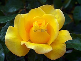 花,玫瑰,盛開(kāi)