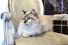 貓,動物,椅子