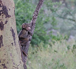 野生動物,肯尼亞,馬賽馬拉