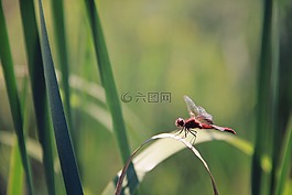 昆蟲,綠色,葉子