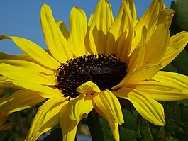 太阳花,鲜花,黄色花