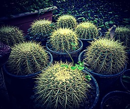 仙人掌,植物,花园