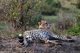野生動物,肯尼亞,馬賽馬拉