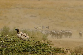 野生動物,肯尼亞,馬賽馬拉
