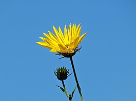 向日葵,花,开花