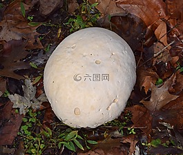 馬勃,排球的大小,真菌