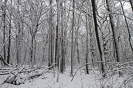 冬天,樹,雪