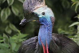 casawary,鳥,恐龍