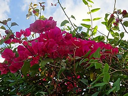 bouganvillas,紅色的花朵,秋