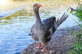 鵝,鳥(niǎo),性質(zhì)