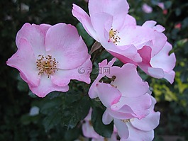 玫瑰,花,愛