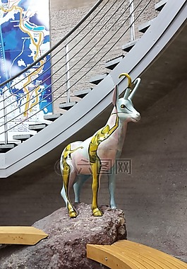 動(dòng)物,羚羊,性質(zhì)
