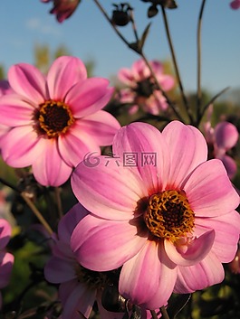 花,鮮花,夏天花