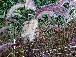 花園,野生動植物群