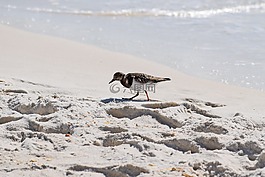 红turnstone,岸鸟,冬天的羽毛