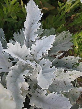植物,塵土飛揚的米勒,灰色