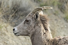 大角羊,比格霍恩 ram,牛角