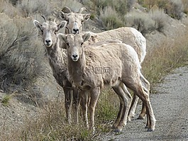 大角羊,比格霍恩 ram,牛角