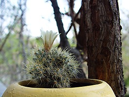 仙人掌,花卉,在一個鍋里