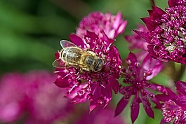 花,紫,蜜蜂
