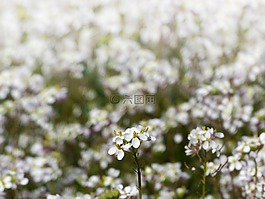jaramago,erucoides二行芥屬,ravenissa