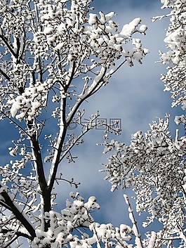 樹(shù),天空,自然