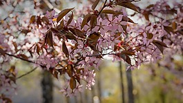 櫻桃,開花,花