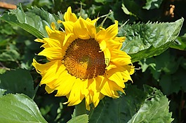 太陽花,花,黃色