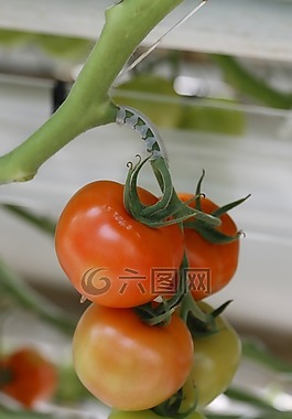 番茄,櫻桃番茄,溫室