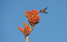 蜂鳥,鳥,花