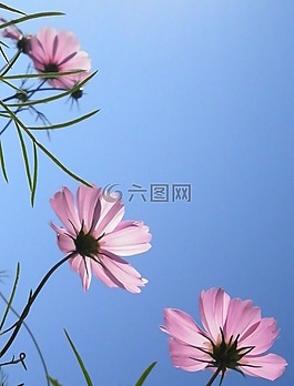 cosmea,粉紅色,陽臺(tái)